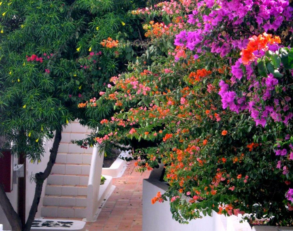 Apartamentos Tamarindos Puerto del Carmen  Eksteriør bilde